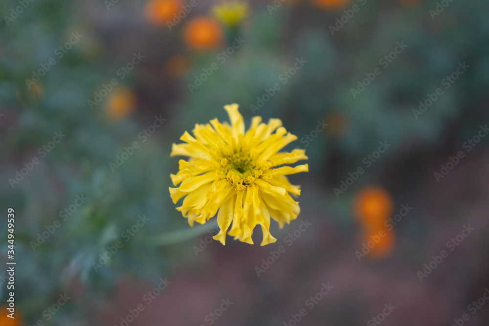 Single Yellow color Mexican marigold Flower Single Yellow color Mexican marigold Flower