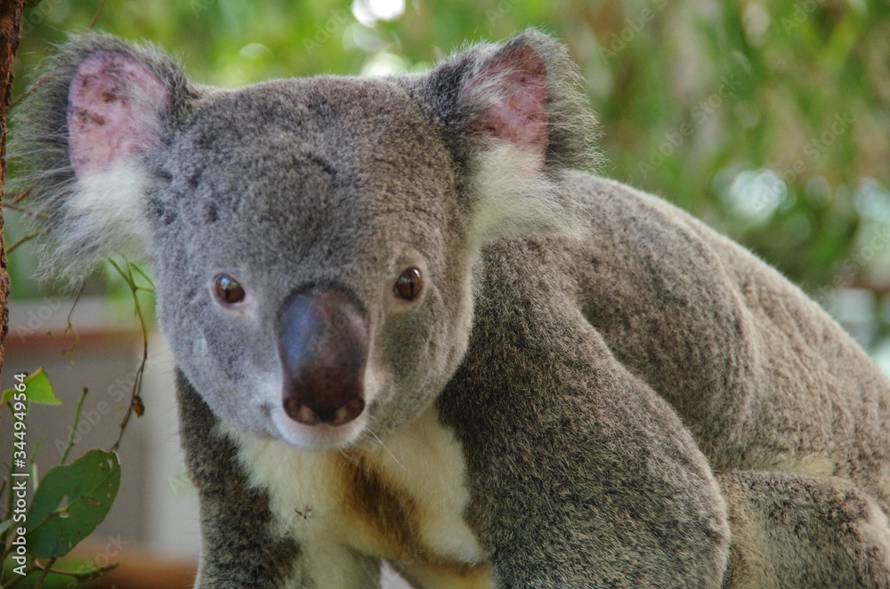 Fototapeta premium Koala bear