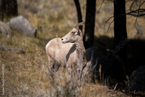 wild elk in yellowstone national park