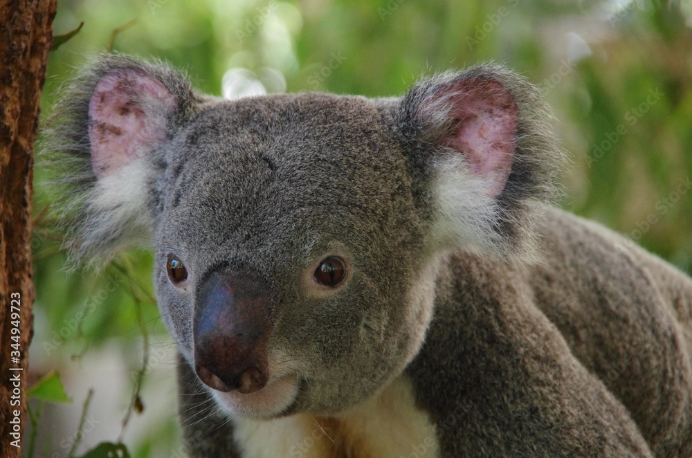 Obraz premium Koala bear