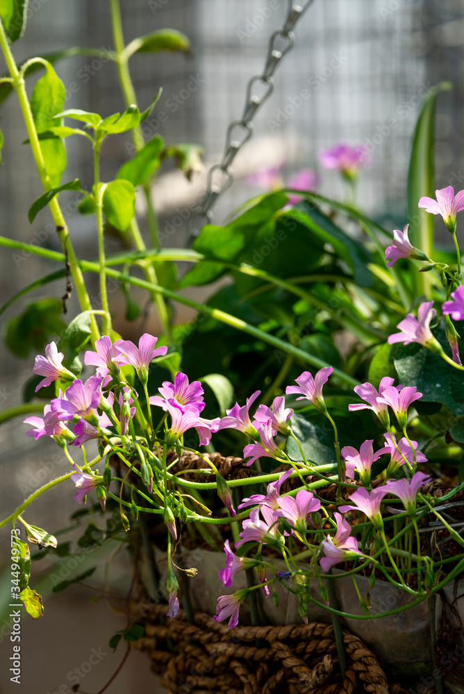 A cluster of blooming small trumpet flowers A cluster of blooming small trumpet flowers