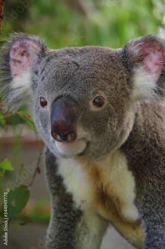 Fototapeta Naklejka Na Ścianę i Meble -  Koala bear