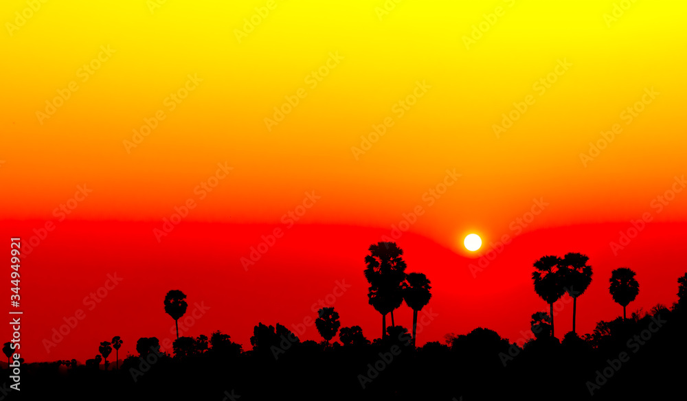 sunset with silhouette tree