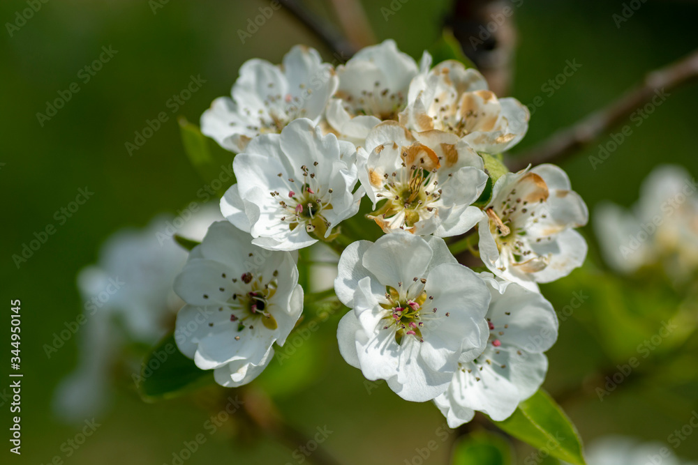 Pear tree flowers in the spring.Pear blossoms in the spring.