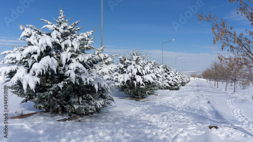 A snow-covered road lined with snowy pine trees at the edge in sunny day blue sky.