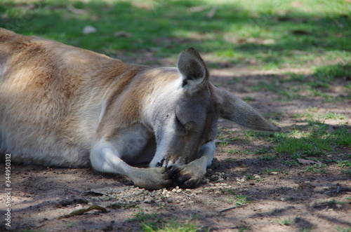 Kangaroo © Myriam