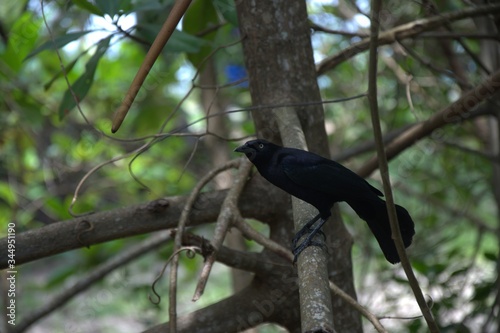 Oiseau Noir peur aggressif