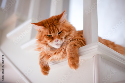 Maine Coon cat lying on the stairs and looks down