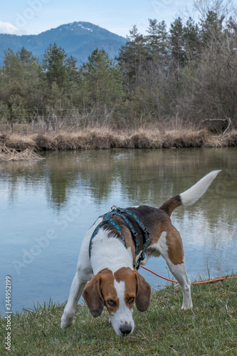 Beagle am Moorteich