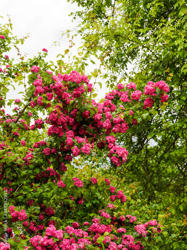 Crataegus laevigata in Rot | Rotdorn weigriffelige Weißdorn-Variante blüht pink, Weissdorn blüht weiss Crataegus laevigata in Rot | Rotdorn weigriffelige Weißdorn-Variante blüht pink, Weissdorn blüht weiss