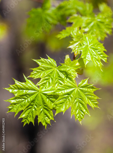 Branch with young leaves of maple, spring