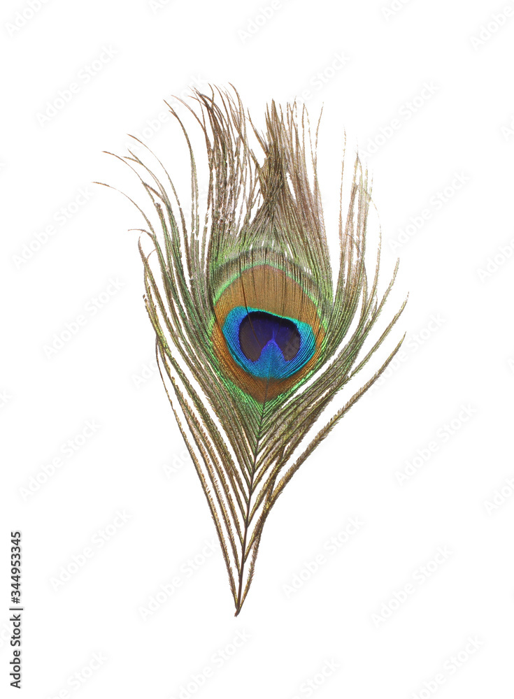 Fototapeta premium peacock feather isolated on white