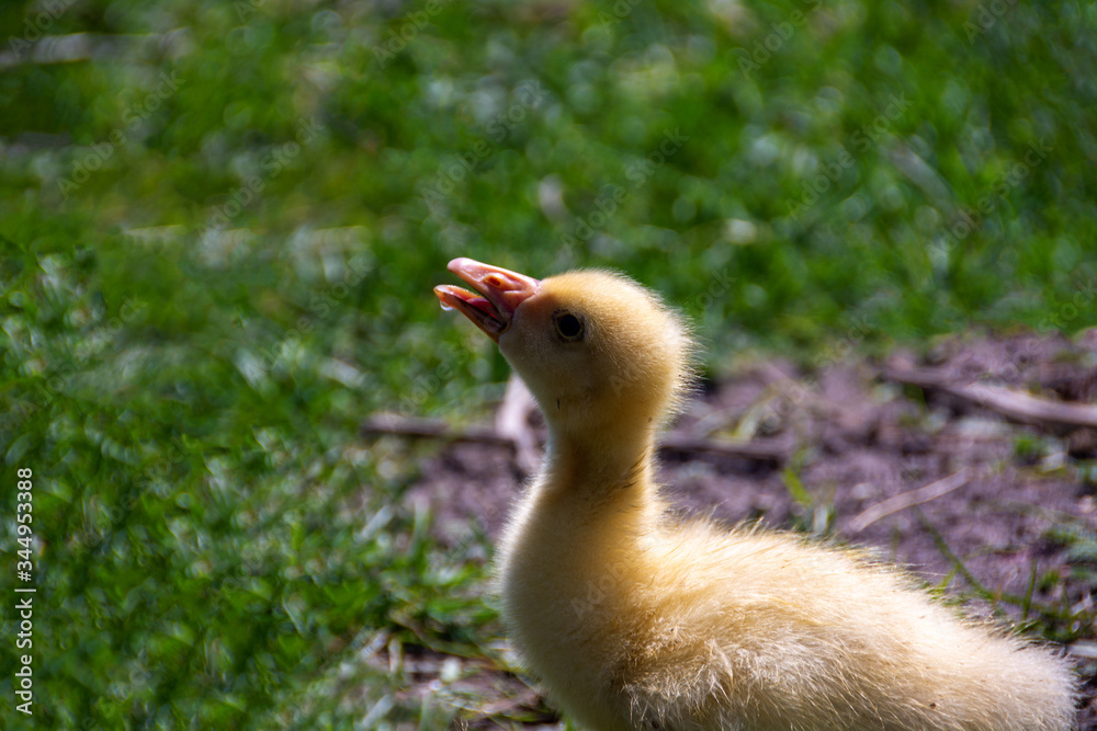 Young ducklings lie in green grass
Young ducklings lie in green grass