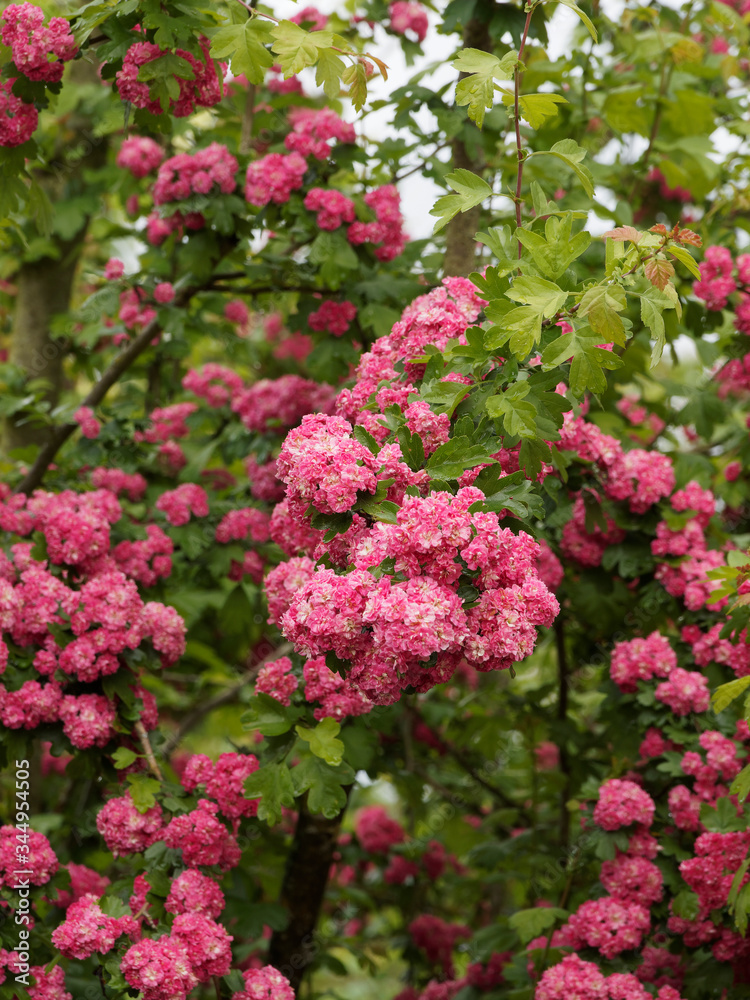 Zweigriffelige Weissdorn 'Paul's Scarlet' (Crataegus laevigata) oder Echte Rotdorn mit karminroten Frühlingsblüte, dunkelgrüne Belaubbung, gelappten Blättern, verholz Stängel, braun und rissige Borke Zweigriffelige Weissdorn 'Paul's Scarlet' (Crataegus laevigata) oder Echte Rotdorn mit karminroten Frühlingsblüte, dunkelgrüne Belaubbung, gelappten Blättern, verholz Stängel, braun und rissige Borke