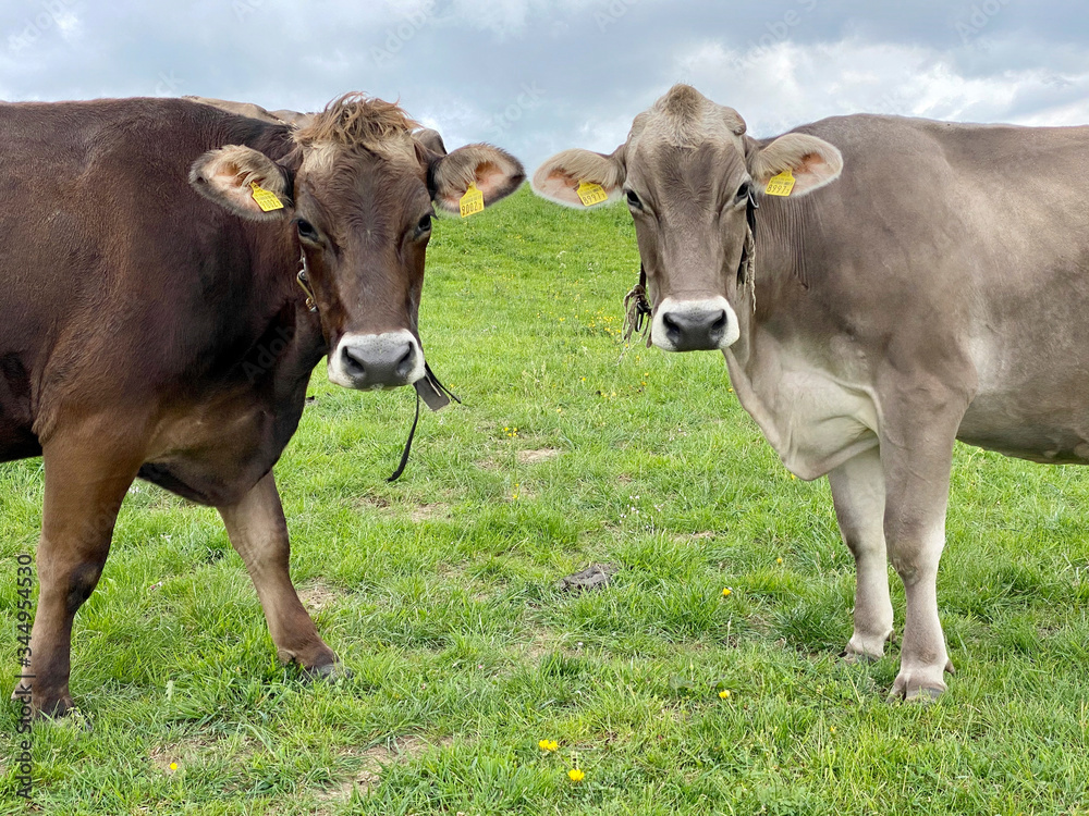 Braunvieh auf der Weide Braunvieh auf der Weide