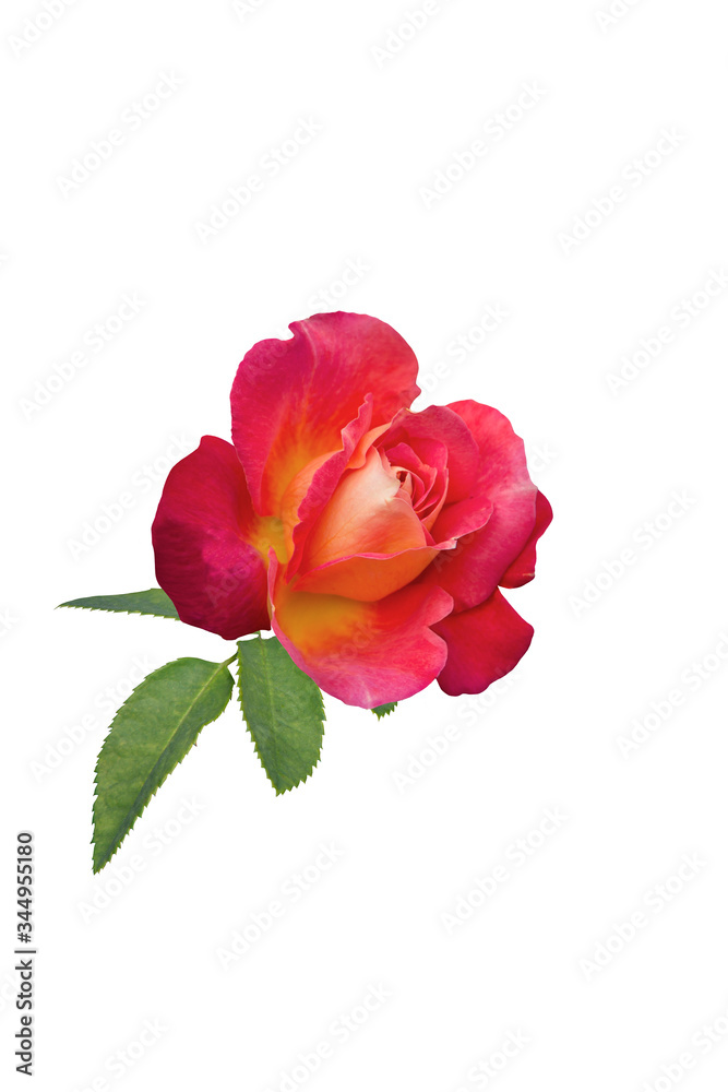 red rose isolated on white background