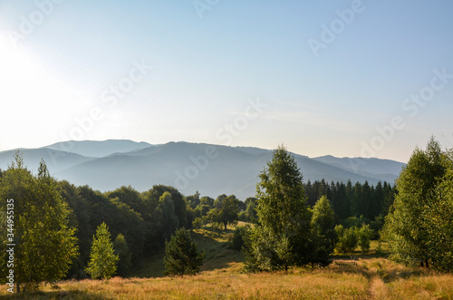 Natural calamity or deforestation and exploitation of tree in Carpathian mountain. Aggressive lumbering in pine forests. Ukraine