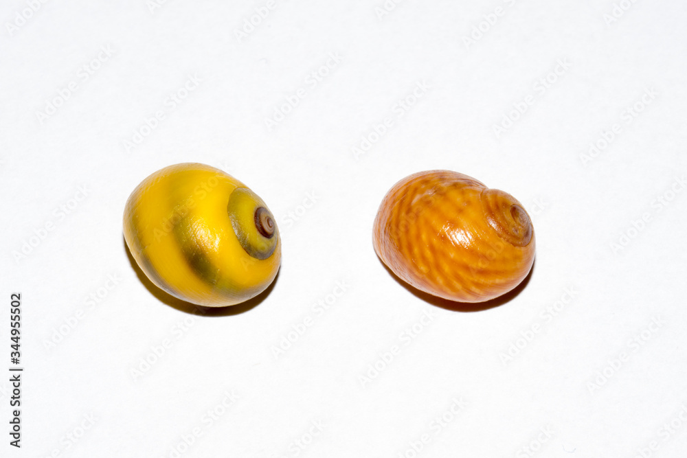 Closeup of two beautiful flat periwinkles, Littorina obtusata, showing the spiral pattern on the shell. These snail shells are photographed in a studio on a white background.