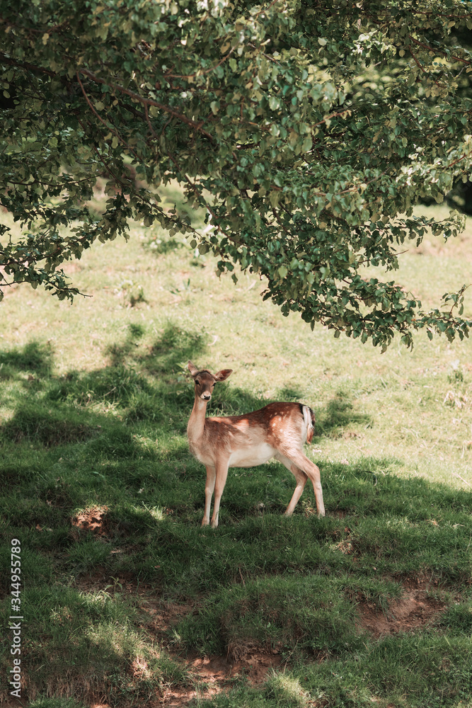 Deer is shadow Deer is shadow