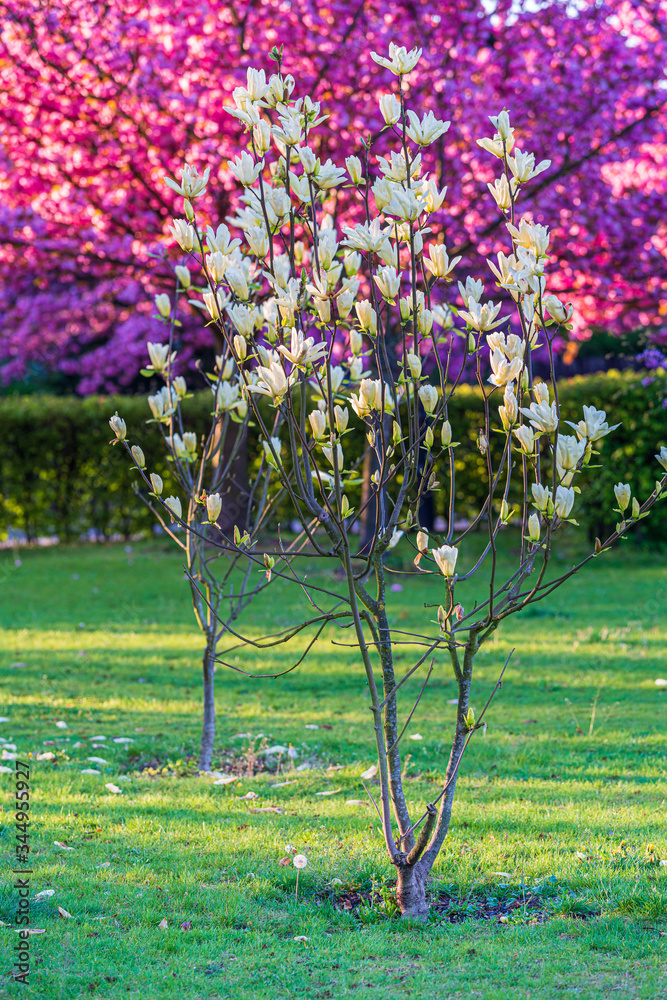 Drzewo magnolii białej na różwym tle - obrazy, fototapety, plakaty 