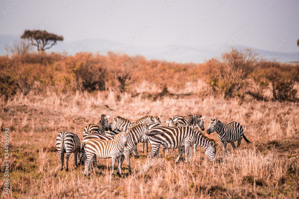 Naklejka premium zebras on safari in Masai Mara Kenya