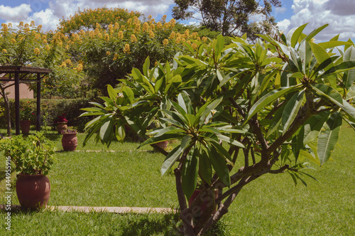 DEDZA, MALAWI, AFRICA - MARCH 25, 2018: Stunning lush green plant on the Dedza Pottery yard. Malawian landscapes, fields with green grass, trees with yellow blossom and flowers in pots around photo