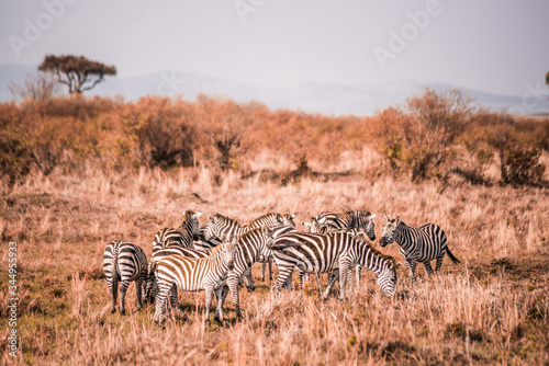 zebras on safari in Masai Mara Kenya