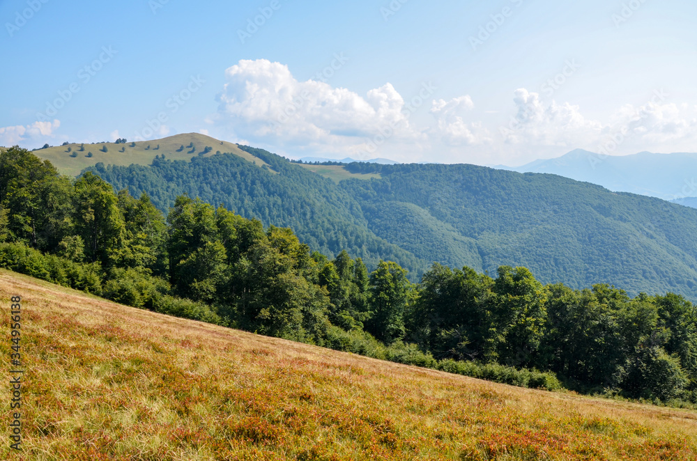 Carpathian mountains nature landscape of green grassy meadow on the valley surrounded by coniferous forest on the hills. wonderful nature scenery