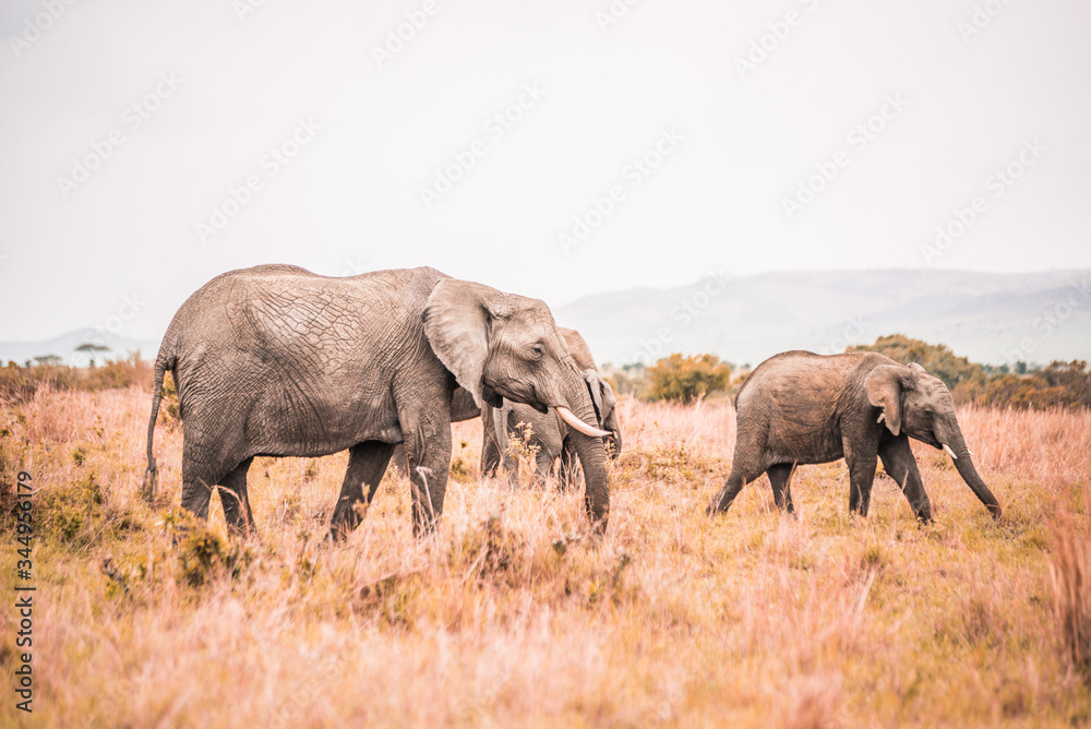 elephant on safari in Masai Mara Kenya