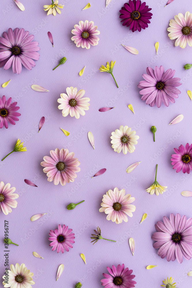 Purple Daisy Flower Wallpaper