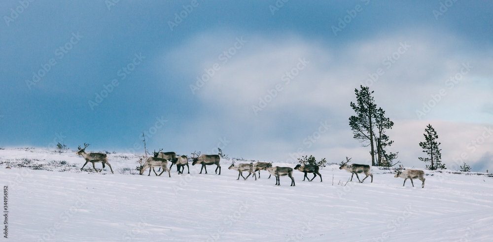 Wild Reindeer in Lapland Wild Reindeer in Lapland