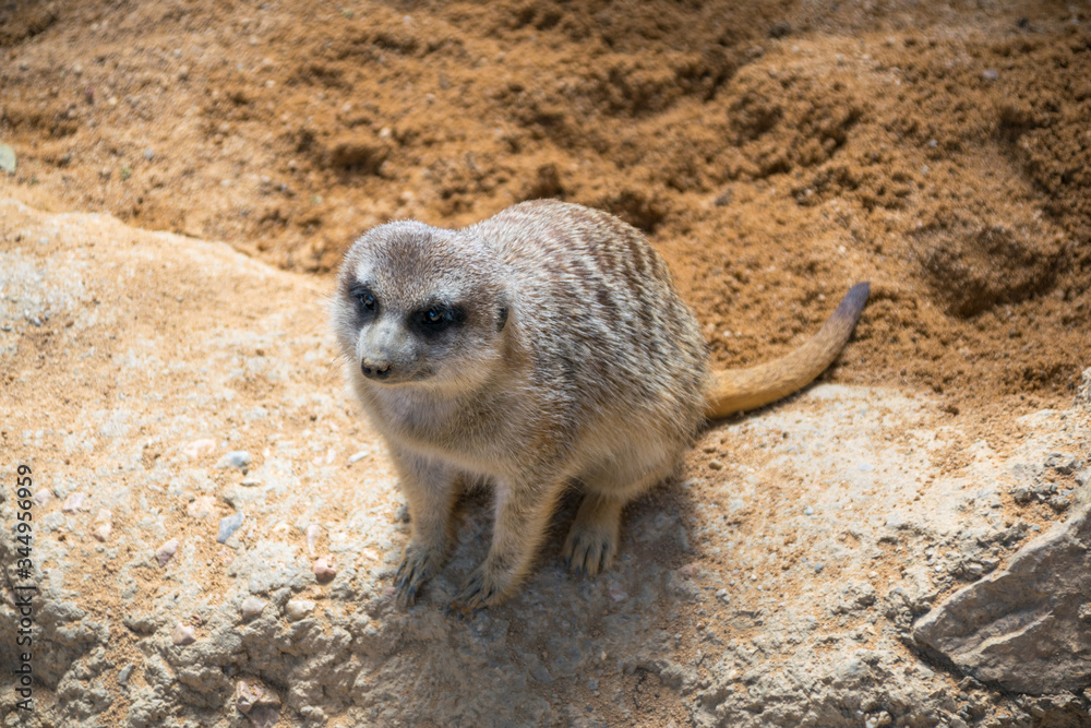 Fototapeta premium Portrait of a meerkat. Small carnivorous animal