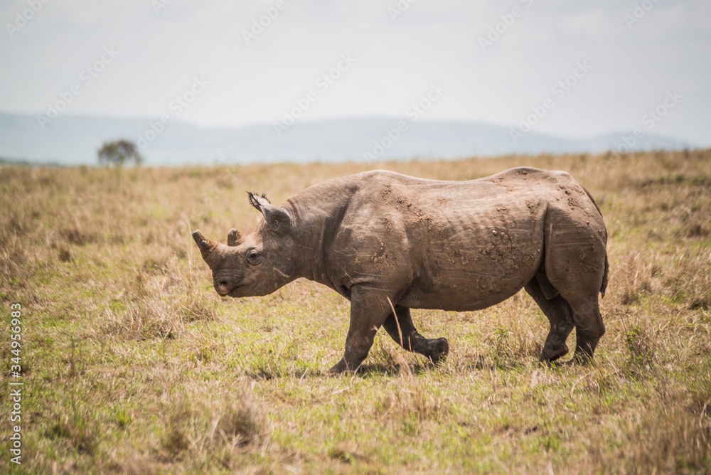Fototapeta premium rhino on safari in Masai Mara Kenya