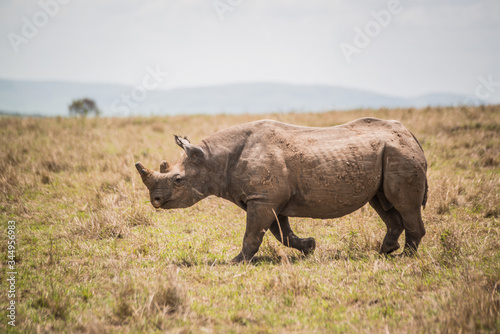rhino on safari in Masai Mara Kenya