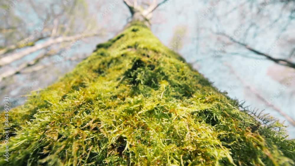 Tree standing tall in the forest, closeup macro view Tree standing tall in the forest, closeup macro view