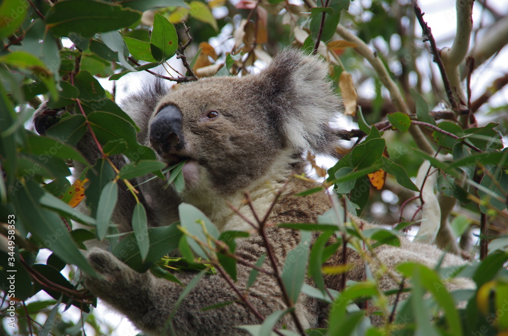 Fototapeta premium Koala bear