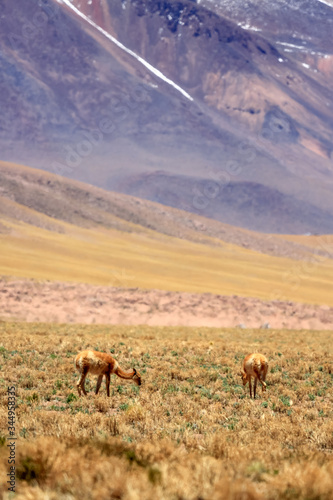 Views of Altiplano in Chile 