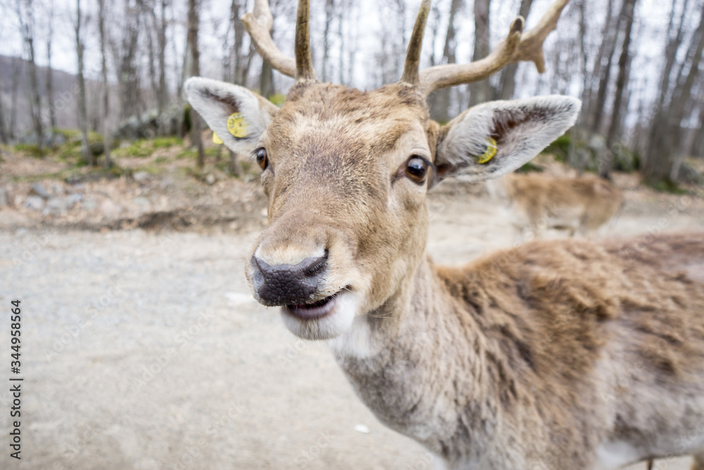 Tagged deer in the forest