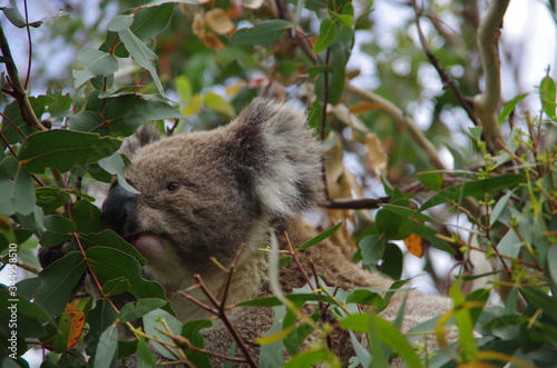 Photography Koala bear