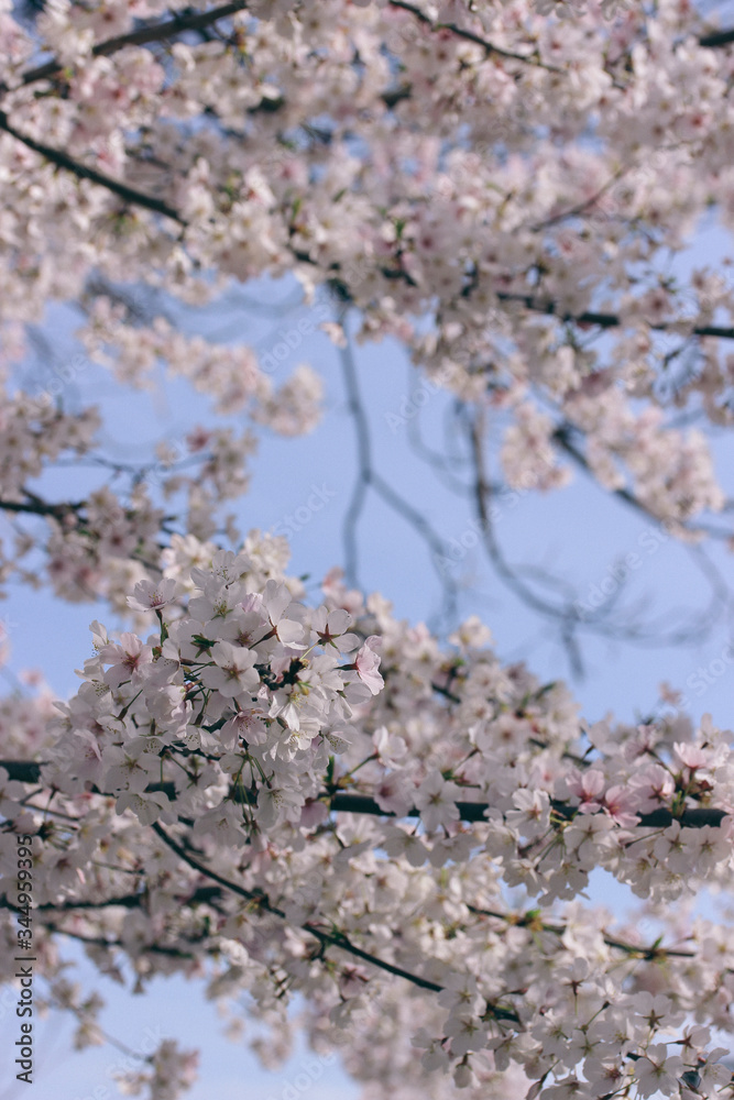 D.C. cherry blossoms D.C. cherry blossoms
