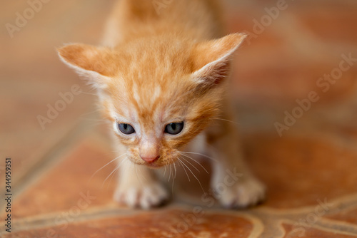 Fototapeta Naklejka Na Ścianę i Meble -  A cute orange little milk cat, kitten
