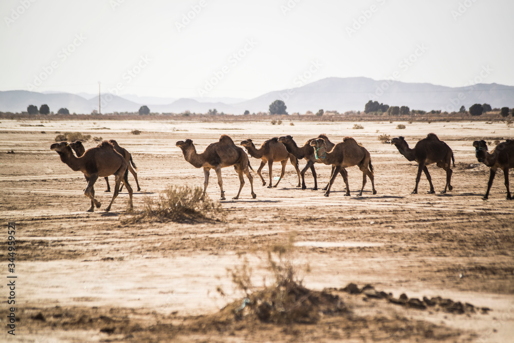 herd of camels in the sahara desert