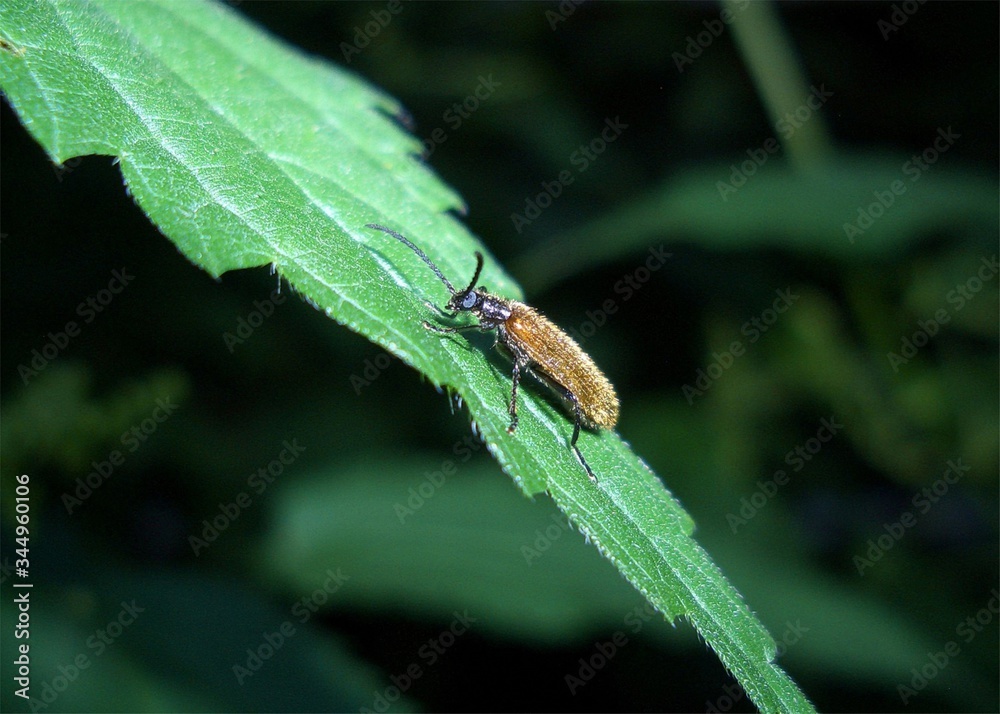 a bug is climbing on a leaf a bug is climbing on a leaf