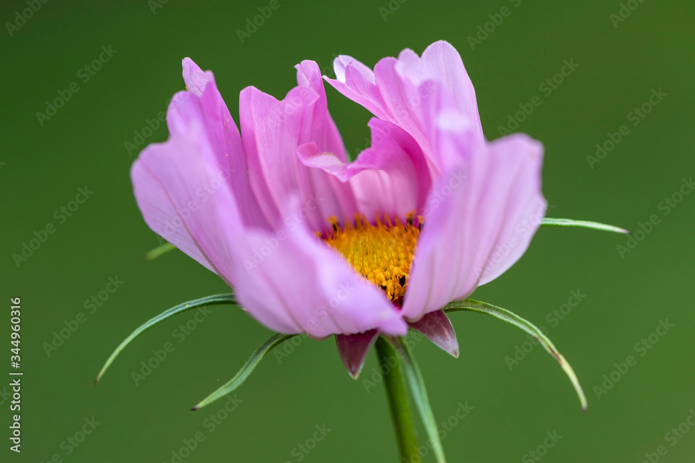 Macro flower close up