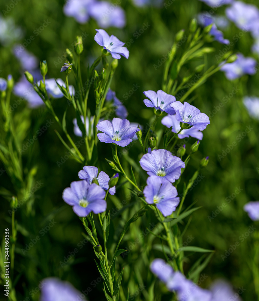 Bright delicate blue flower of ornamental flower of flax and its shoot against complex background. Flowers of decorative flax. Agricultural field of flax technical culture in stage of active flowering Bright delicate blue flower of ornamental flower of flax and its shoot against complex background. Flowers of decorative flax. Agricultural field of flax technical culture in stage of active flowering
