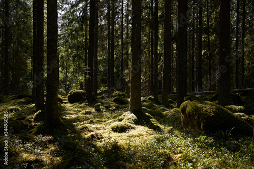 Scandinavian forest with the sun in the background © dennisjacobsen