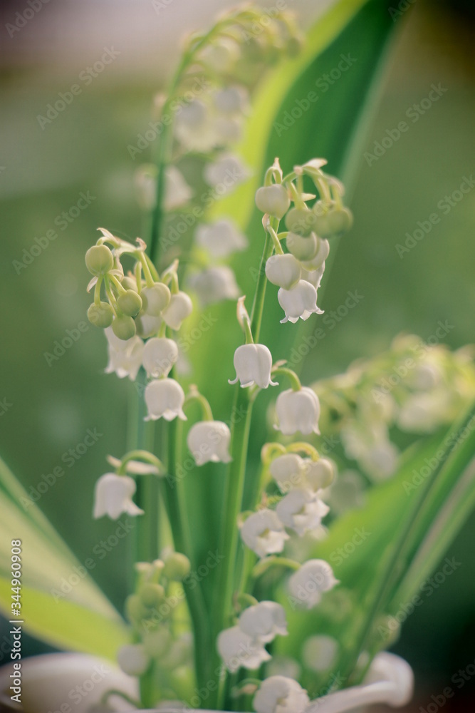 muguet