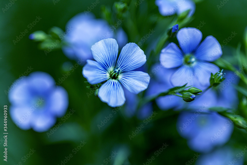 Bright delicate blue flower of ornamental flower of flax and its shoot against complex background. Flowers of decorative flax. Agricultural field of flax technical culture in stage of active flowering Bright delicate blue flower of ornamental flower of flax and its shoot against complex background. Flowers of decorative flax. Agricultural field of flax technical culture in stage of active flowering