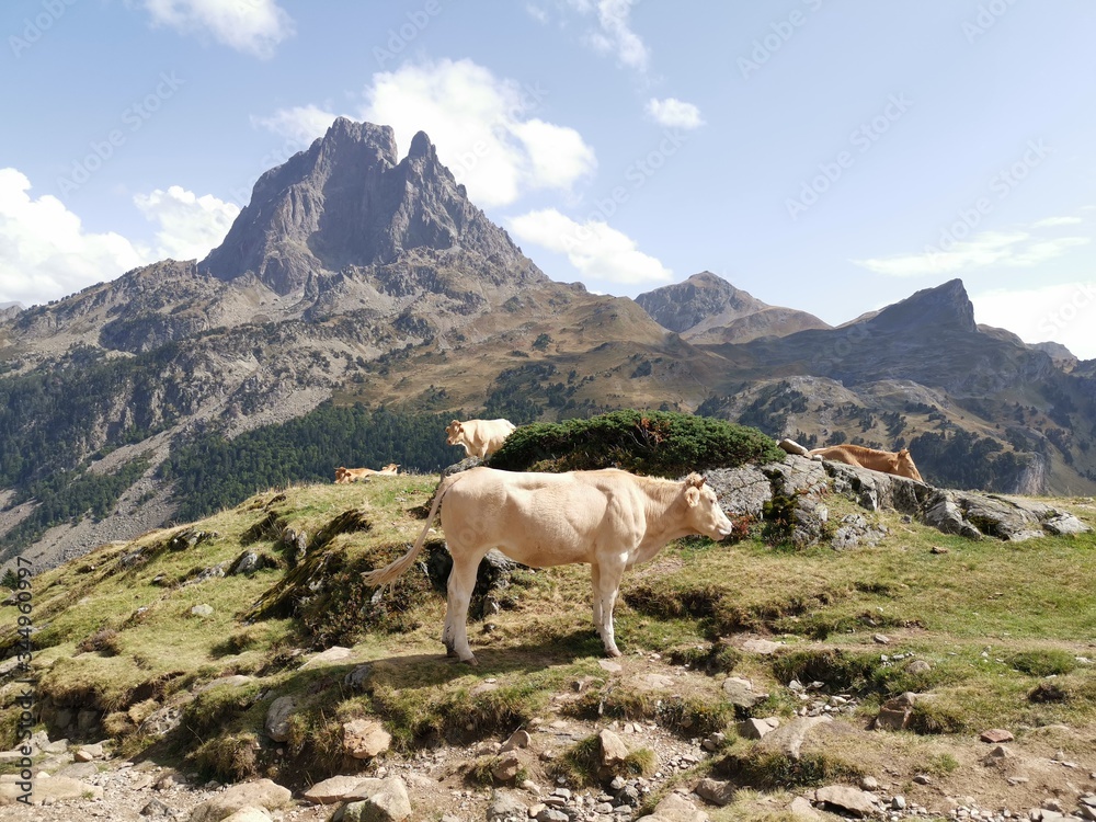 Fototapeta premium Magnifique paysage en montagne avec des vaches