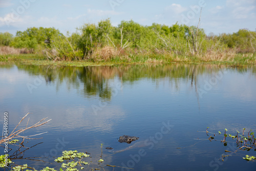 American Alligator